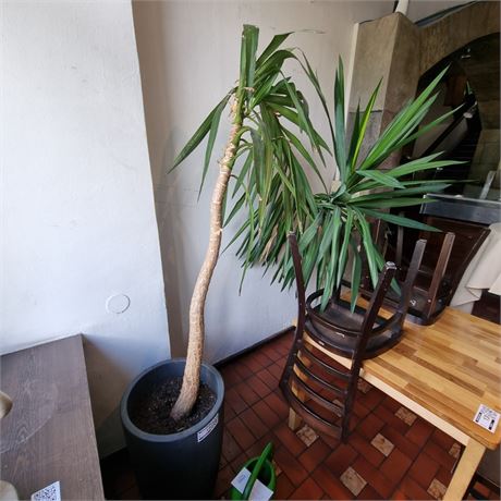 Große Palme - ID: 19-GHT